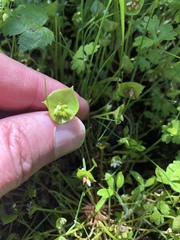 Claytonia parviflora