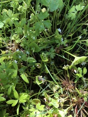 Claytonia parviflora