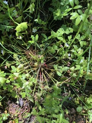 Claytonia parviflora