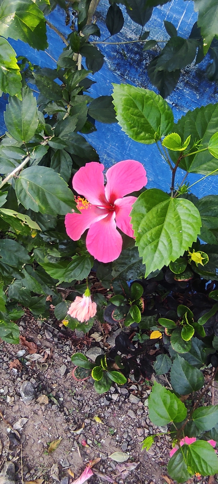 Imagem de Hibisco