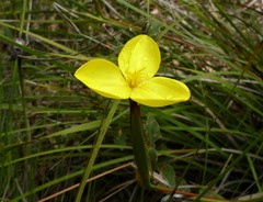 Patersonia umbrosa
