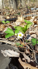 Fragaria vesca americana