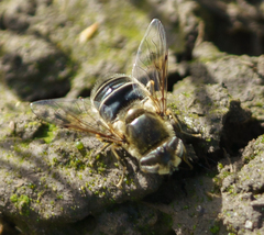Eristalis obscura