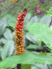 Amorphophallus borneensis