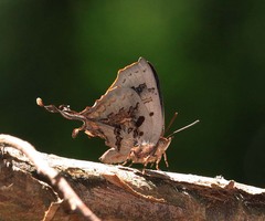 Cheritrella truncipennis