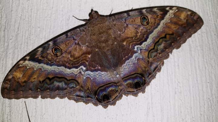 Ascalapha image