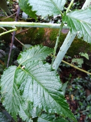 Rubus glaucus