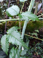 Rubus glaucus