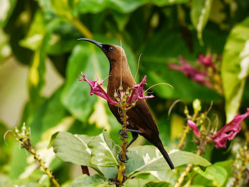Carmelite Sunbird photo