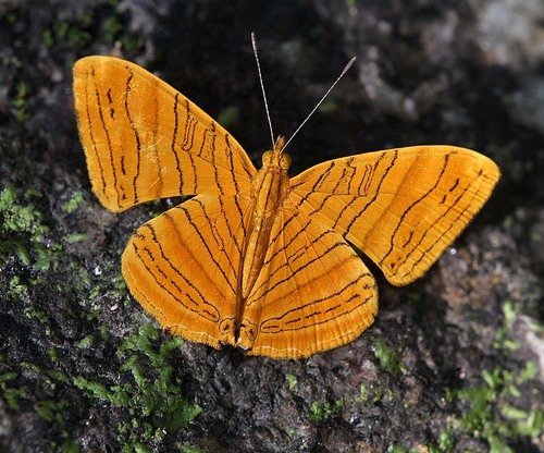Chersonesia rahrioides