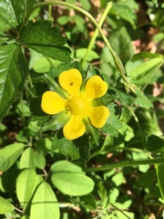 Potentilla hebiichigo