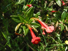 Diplacus parviflorus