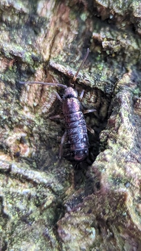 Gewone mierenspringstaart, Noordwijkerhout, Nederland, photo 9 of 10