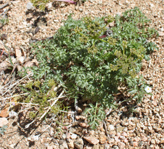 Lomatium rigidum