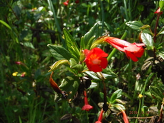 Diplacus parviflorus