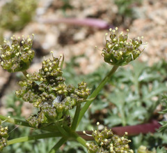 Lomatium rigidum