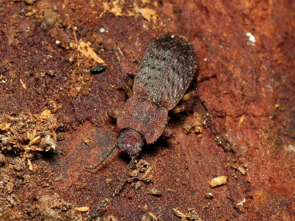 Yarranum