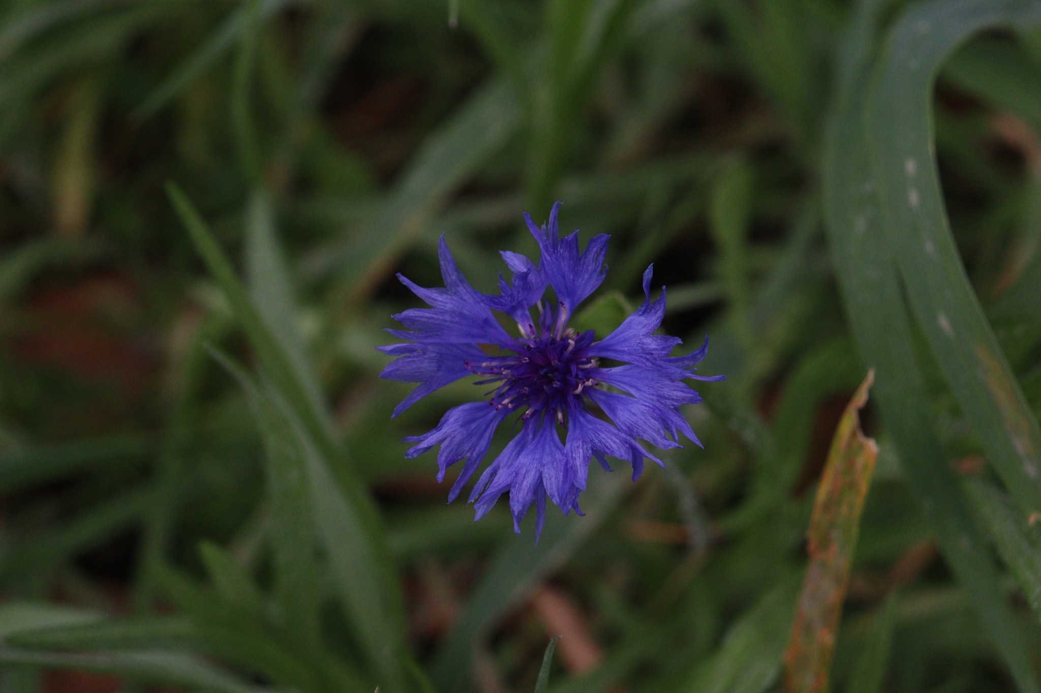 Imagem de Centaurea