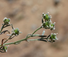 Cryptantha pterocarya purpusii