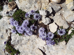 Globularia repens