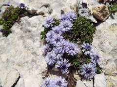 Globularia repens