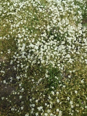 Limnanthes