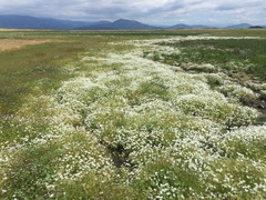 Limnanthes