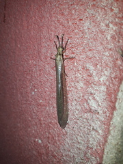 Ameromyia dimidiata