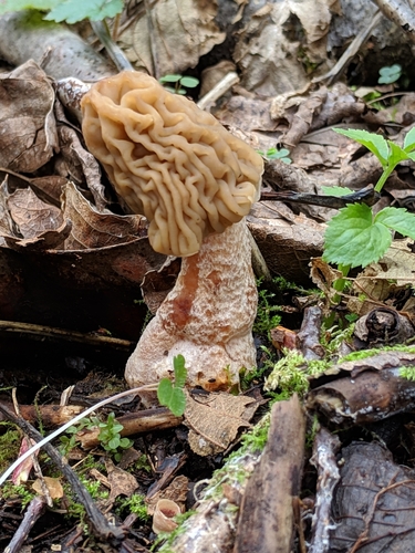 Bohemiškasis aukšliavarpis nuotrauka