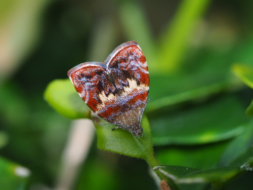 Choreutis sexfasciella