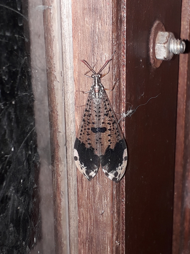 Glenurus croesus