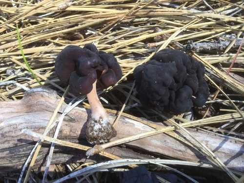 False Morel