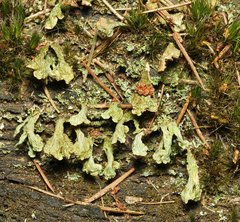 Thysanothecium scutellatum