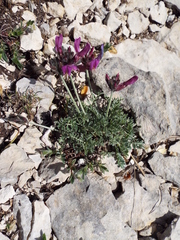 Astragalus vesicarius