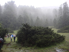 Juniperus monticola