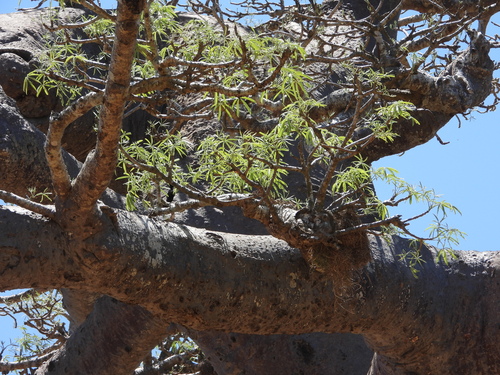 Image of Adansonia za by (c) amantedarmanin, some rights reserved (CC BY)