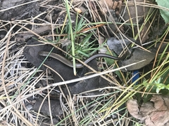 Ablepharus kitaibelii