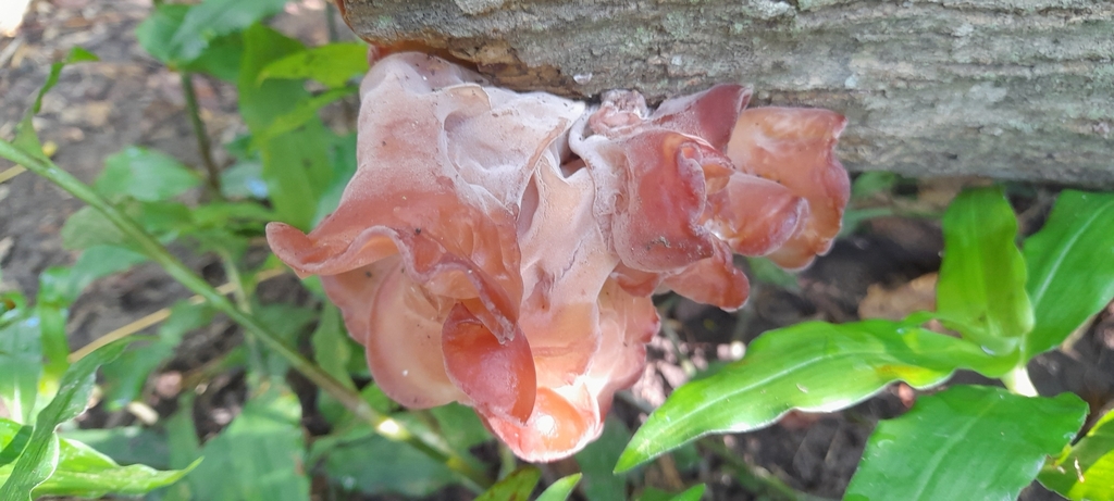 Auricularia fuscosuccinea · February 2024 · photo: © roberto937 (iNaturalist, cc0)