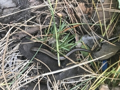 Ablepharus kitaibelii