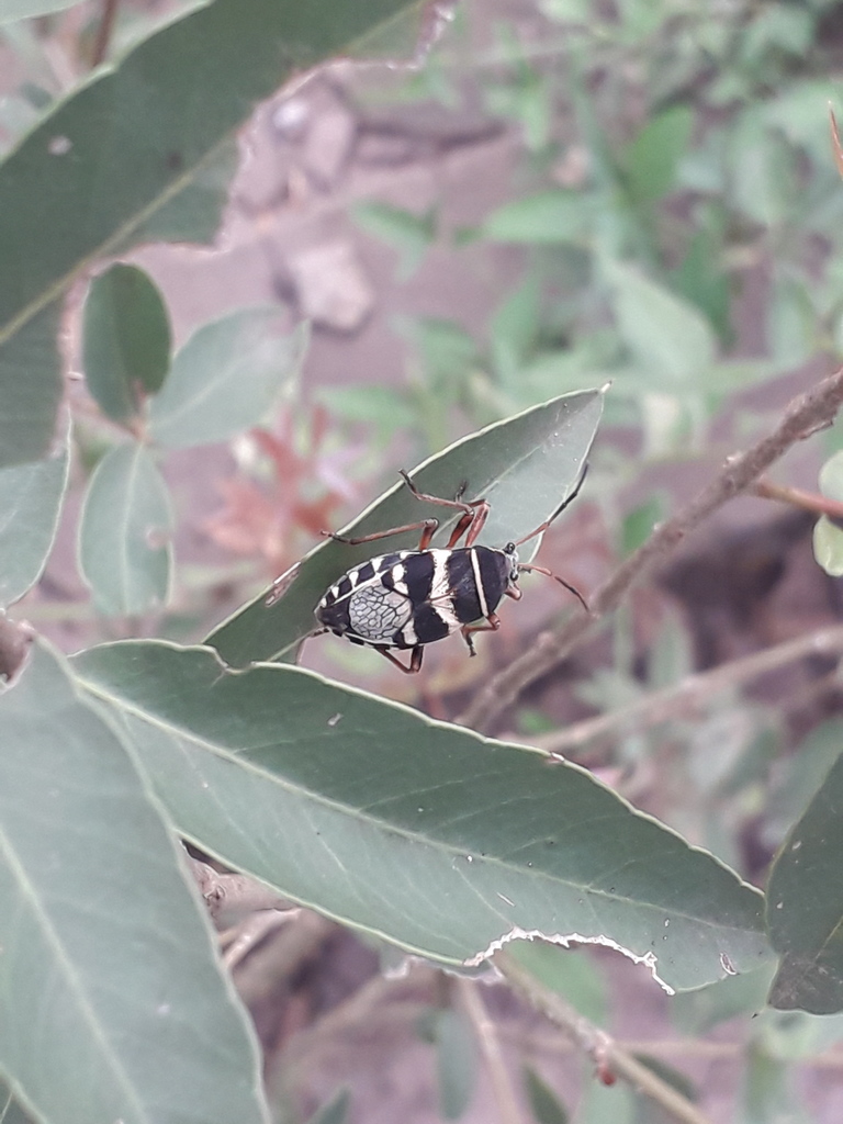 Largus priscillae