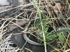 Ablepharus kitaibelii