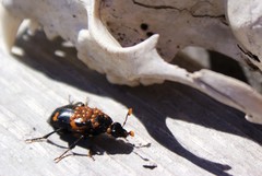 Nicrophorus sayi
