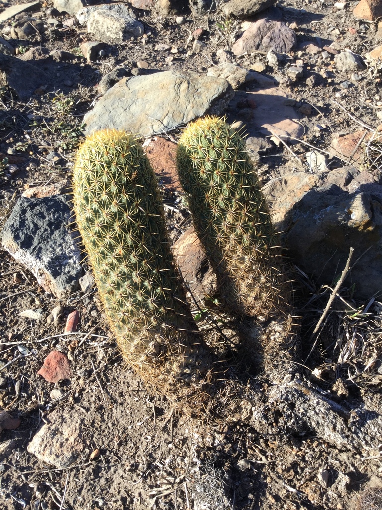 Coryphantha erecta, Tequisquiapan (Los Cerritos), Qro., México