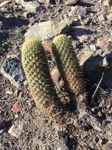 Coryphantha erecta