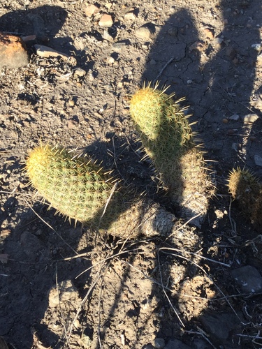 Coryphantha erecta