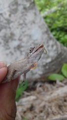 Anolis ustus
