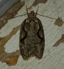 Semioscopis packardella