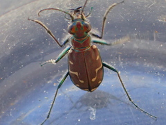 Cicindela oregona oregona