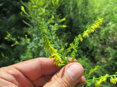 Melilotus suaveolens