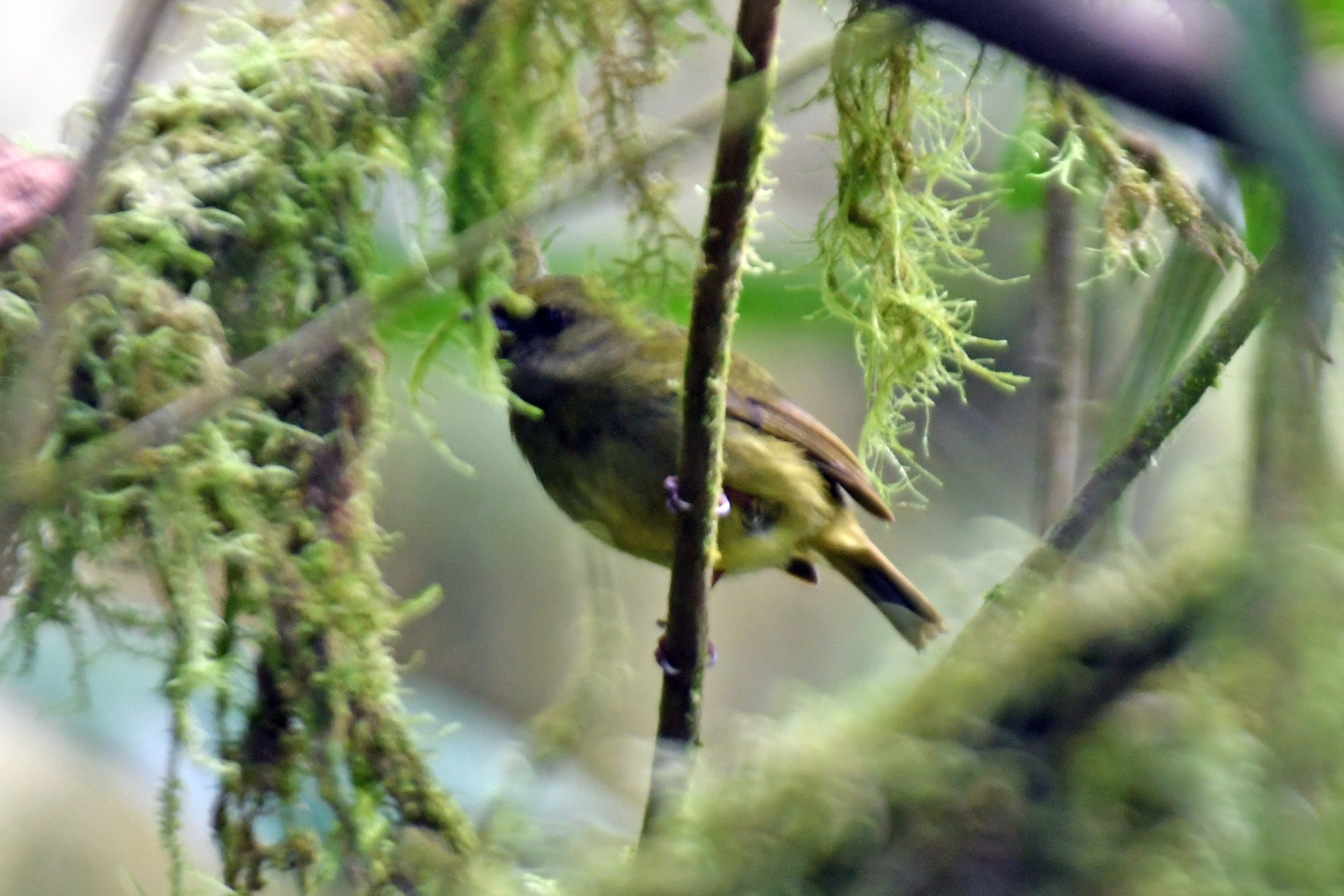 Golden-winged Manakin (Masius chrysopterus), photo 6